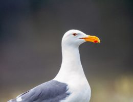 csycuz