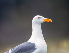 csycuz